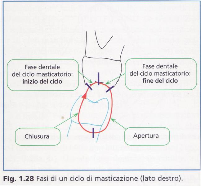 ciclo masticazione