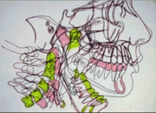 Disegno del Dott. S. Corti